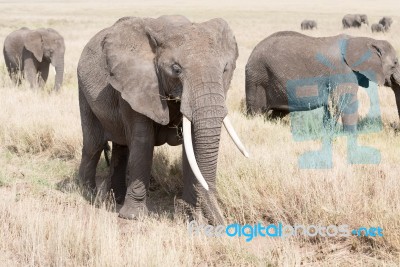 African Elephant In Serengeti National Park Stock Photo