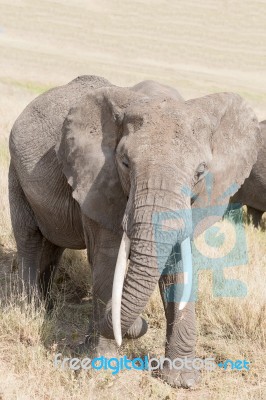 African Elephant In Serengeti National Park Stock Photo