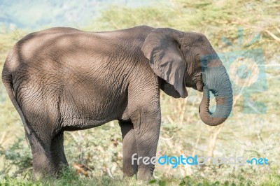 African Elephant In Serengeti National Park Stock Photo