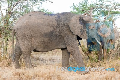 African Elephant In Serengeti National Park Stock Photo