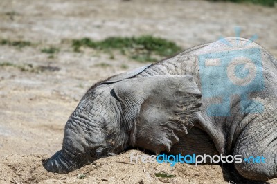 African Elephant (loxodonta) Stock Photo