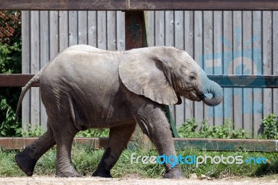 African Elephant (loxodonta) Stock Photo