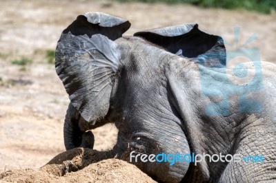 African Elephant (loxodonta) Stock Photo