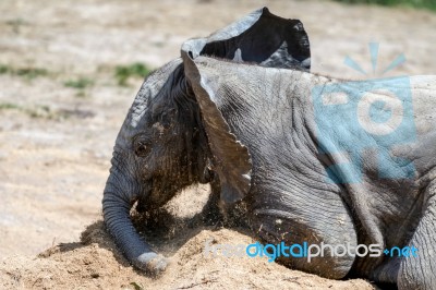 African Elephant (loxodonta) Stock Photo