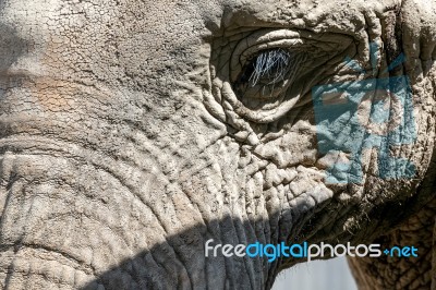 African Elephant (loxodonta) Stock Photo