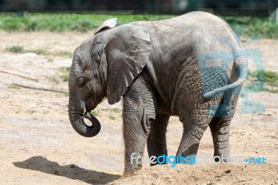 African Elephant (loxodonta) Stock Photo