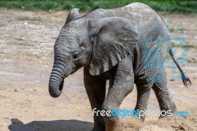 African Elephant (loxodonta) Stock Photo