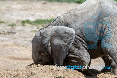 African Elephant (loxodonta) Stock Photo