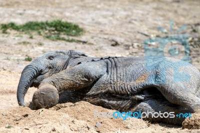 African Elephant (loxodonta) Stock Photo