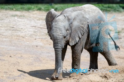 African Elephant (loxodonta) Stock Photo