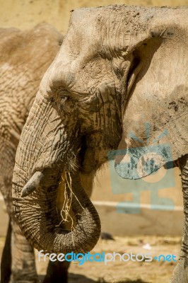 African Elephant On A Zoo Stock Photo