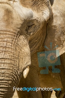 African Elephant On A Zoo Stock Photo