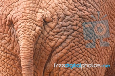 African Elephant Skin Stock Photo