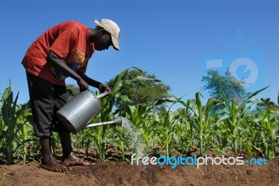 African Farmers Stock Photo