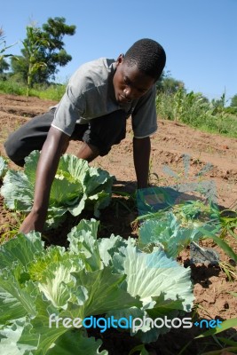 African Farmers Stock Photo