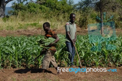 African Farmers Stock Photo