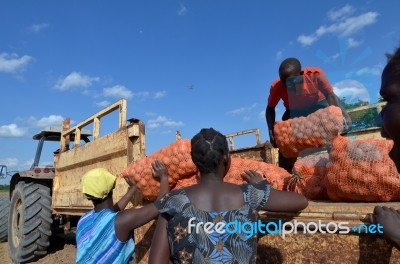 African Farmers Stock Photo