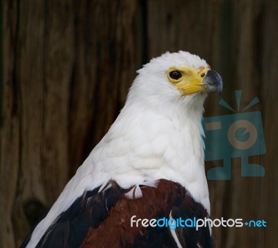 African Fish Eagle Close-up Stock Photo