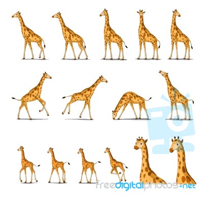 African Giraffe Isolated On White Background Stock Image