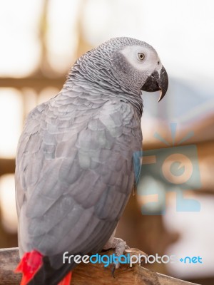 African Grey Parrot Stock Photo