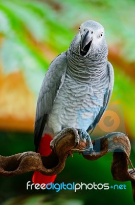 African Grey Parrot Stock Photo