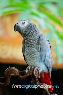 African Grey Parrot Stock Photo