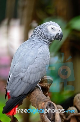 African Grey Parrot Stock Photo