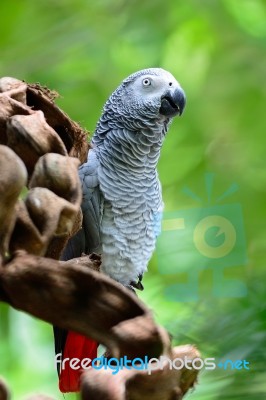 African Grey Parrot Stock Photo