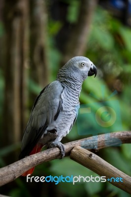 African Grey Parrot Stock Photo