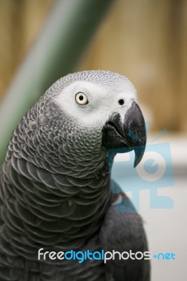 African Grey Parrot Stock Photo