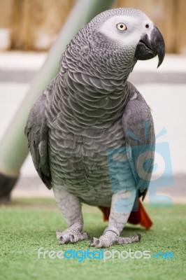 African Grey Parrot Stock Photo