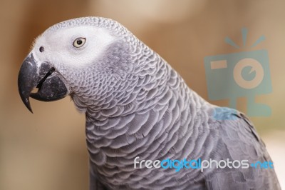 African Grey Parrot Closeup Stock Photo