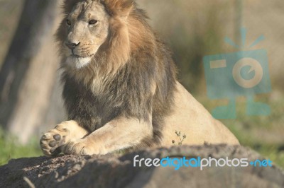 African Lion -panthera Leo Krugeri Stock Photo