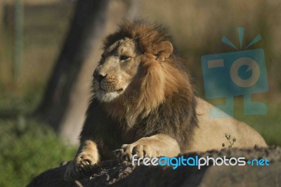 African Lion -panthera Leo Krugeri Stock Photo