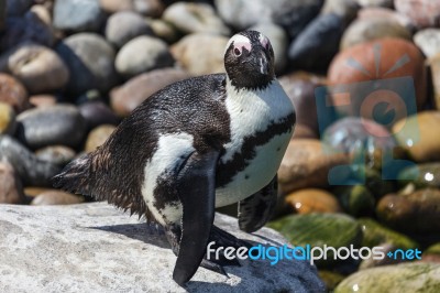 African Penguin (spheniscus Demersus) Stock Photo