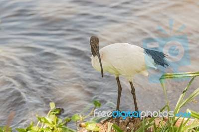 African Sacred Ibis, Threskiornis Aethiopicus, In Ngorongoro Stock Photo