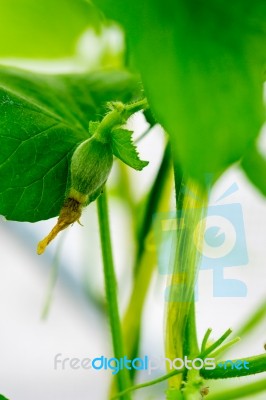 After Flowering Is Developing A Small Stock Photo