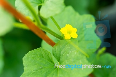 After Flowering Is Developing A Small Stock Photo