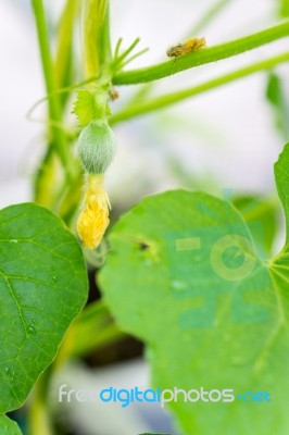 After Flowering Is Developing A Small Stock Photo