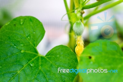 After Flowering Is Developing A Small Stock Photo