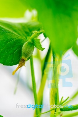 After Flowering Is Developing A Small Stock Photo