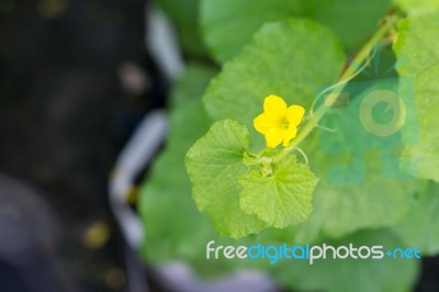 After Flowering Is Developing A Small Stock Photo