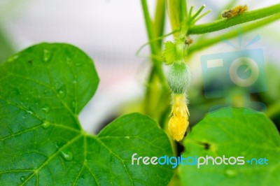 After Flowering Is Developing A Small Stock Photo