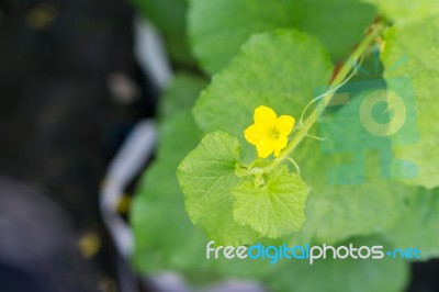 After Flowering Is Developing A Small Stock Photo