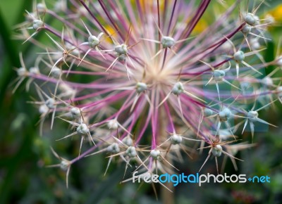 Agapanthus Seed Head In An English Garden Stock Photo