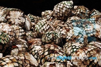 Agave Ready To Be Processed Stock Photo