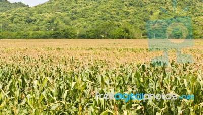 Agricultural Of Corn Field Stock Photo