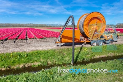 Agricultural Sprinkler System Pumping Water From Ditch To Tulips… Stock Photo