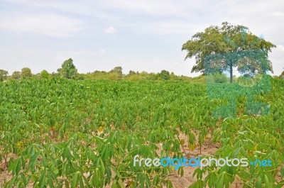 Agriculture Stock Photo