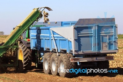 Agriculture Stock Photo